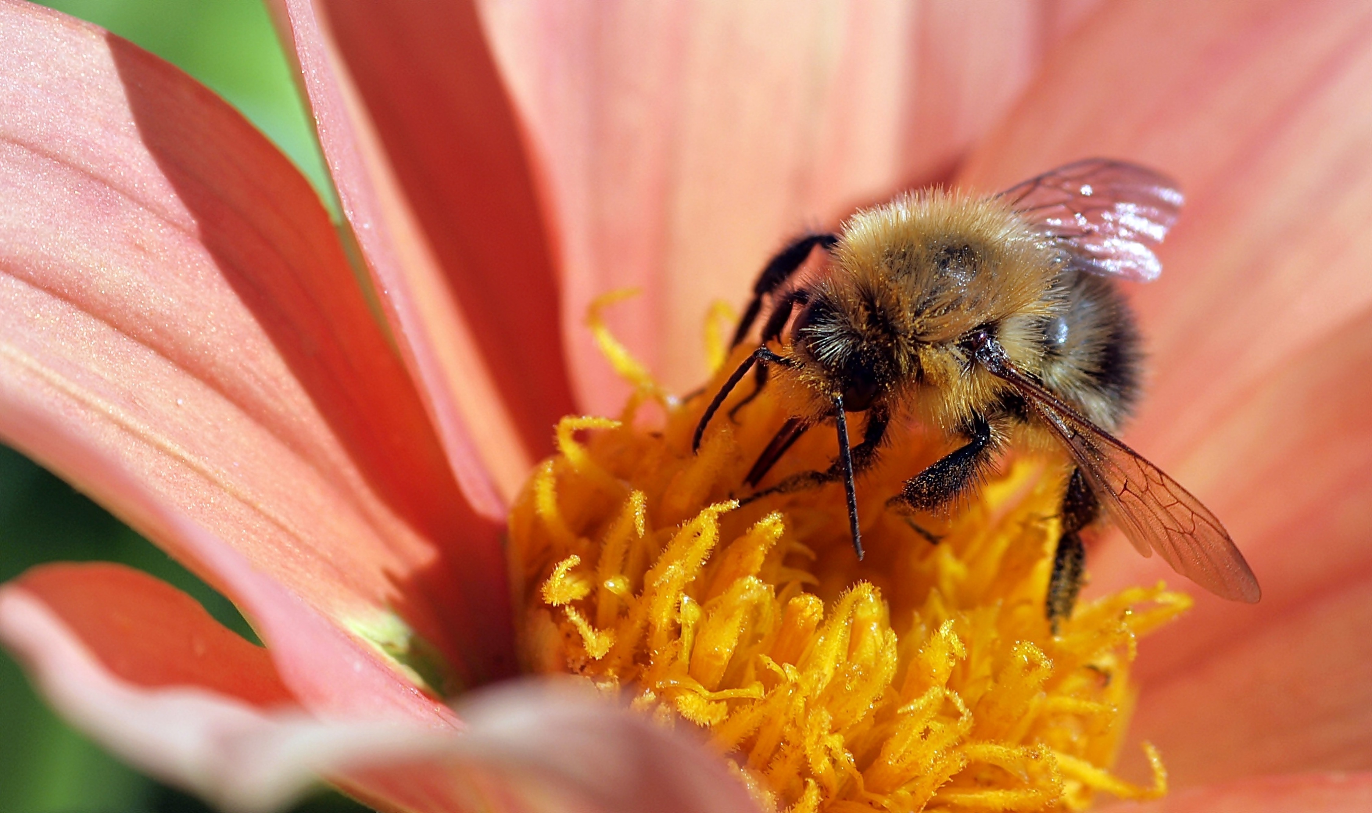 Пчелы пьют весенний. Шмель опыляет Клевер. Нектар пыльца опыление опылители. Хоботок шмеля. Опылители цветковых растений пчелы.